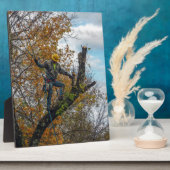 Boomchirurg Fotoplaat (Zijkant)