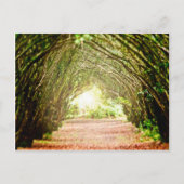 boomcorridor briefkaart (Voorkant)