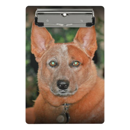 "Boomer" Red Heeler Dog mini klembord (Voorkant)