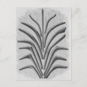 Boomerang- en boemerangclubs briefkaart