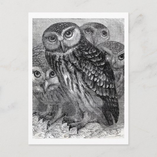  boomfamilie briefkaart (Voorkant)