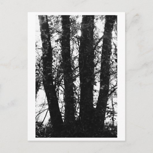 Boomfotografie - Arden Briefkaart (Voorkant)