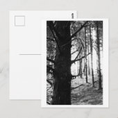 Boomfotografie - Druantia Briefkaart (Voorkant / Achterkant)
