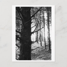 Boomfotografie - Druantia Briefkaart