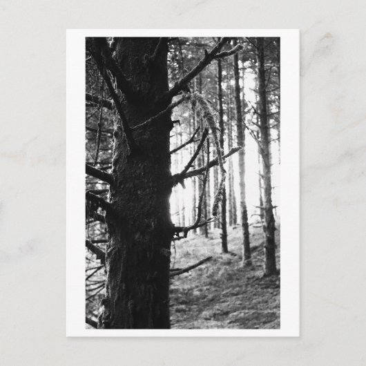 Boomfotografie - Druantia Briefkaart (Voorkant)