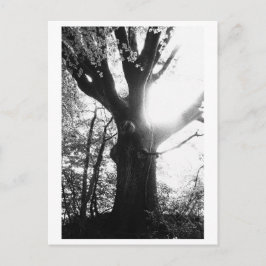 Boomfotografie - Elanie Briefkaart