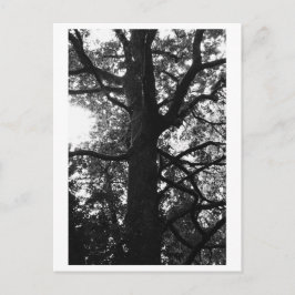 Boomfotografie - Feronia Ansichtkaart Briefkaart