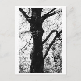 Boomfotografie - Ilana Briefkaart