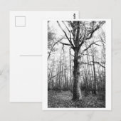 Boomfotografie - Keith Briefkaart (Voorkant / Achterkant)