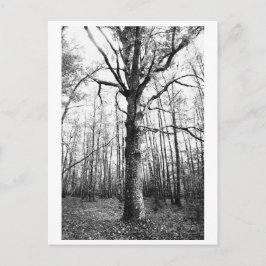 Boomfotografie - Keith Briefkaart