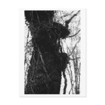 Boomfotografie - Moriko