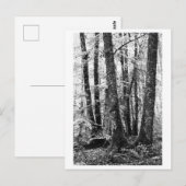 Boomfotografie - Sylva Briefkaart (Voorkant / Achterkant)