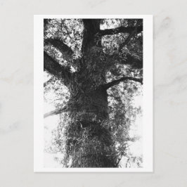 Boomfotografie - Treow Briefkaart