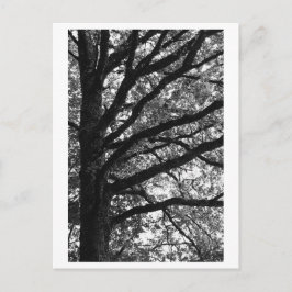 Boomfotografie -Xylia Briefkaart