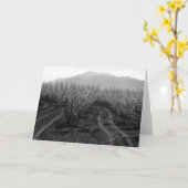 Boomgaarden bij het Verbieden van Hoogten, Mt. San Kaart (Gele Bloem)