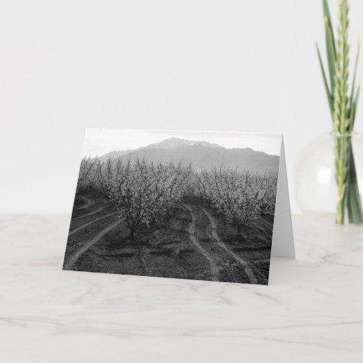 Boomgaarden bij het Verbieden van Hoogten, Mt. San Kaart (Voorkant)