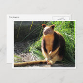 boomkangoeroe briefkaart (Voorkant / Achterkant)