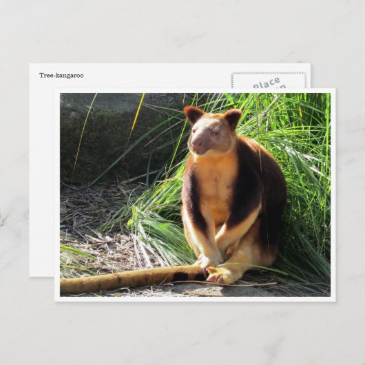 boomkangoeroe briefkaart (Voorkant / Achterkant)