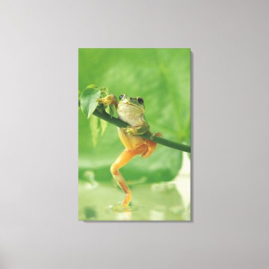 Boomkikker 6 canvas afdruk (Voorkant)