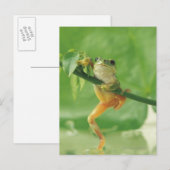 Boomkikker Briefkaart (Voorkant / Achterkant)