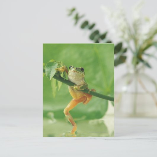 Boomkikker Briefkaart (Staand voorkant)