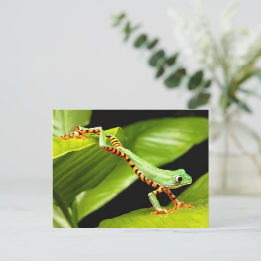 Boomkikker Briefkaart (Staand voorkant)