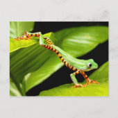 Boomkikker Briefkaart (Voorkant)