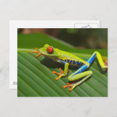 Boomkikker Briefkaart (Voorkant / Achterkant)