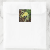 Boomkikker (Hylidae) Vierkante Sticker (Tas)