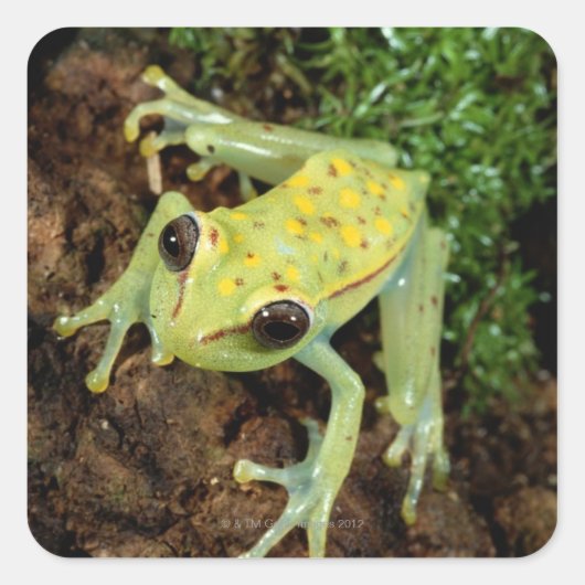Boomkikker (Hylidae) Vierkante Sticker (Voorkant)