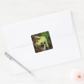 Boomkikker (Hylidae) Vierkante Sticker (Envelop)