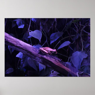 Boomkikker in Costa Rica Poster