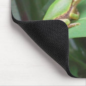 boomkikker in de pepers muismat (Hoek)