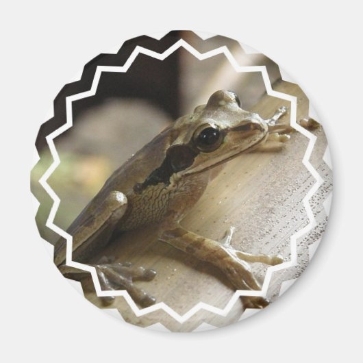 Boomkikker Magneet (Voorkant)