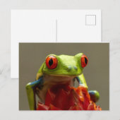 Boomkikker met rode ogen briefkaart (Voorkant / Achterkant)
