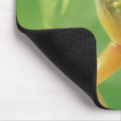 Boomkikker Muismat (Hoek)