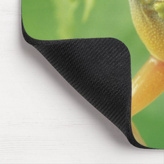 Boomkikker Muismat (Hoek)