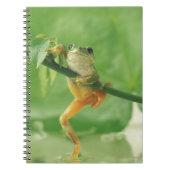 Boomkikker Notitieboek (Voorkant)