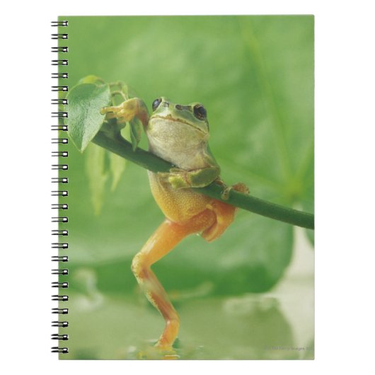 Boomkikker Notitieboek (Voorkant)