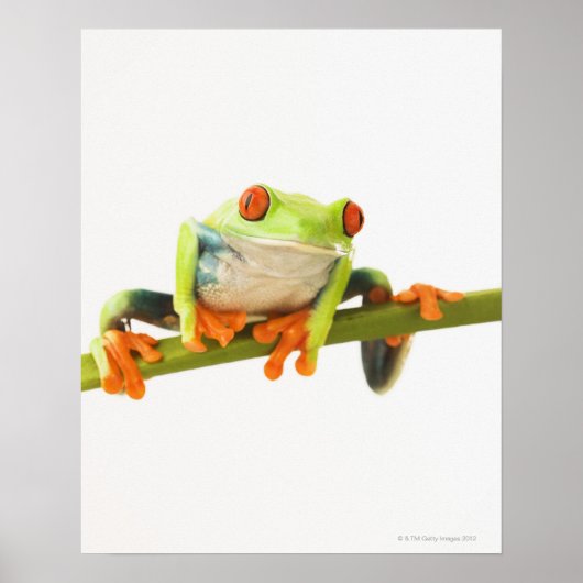Boomkikker op de steel poster (Voorkant)
