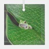 Boomkikker op een blad glas ornament (Voorkant)