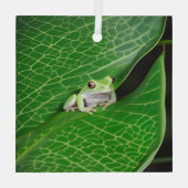 Boomkikker op een blad glas ornament (Achterkant)