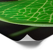 Boomkikker op een blad poster (Hoek)