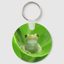 Boomkikker op Oranje leder in het bloed - Sleutelh