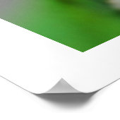 Boomkikker Poster (Hoek)