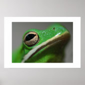 Boomkikker Poster (Voorkant)