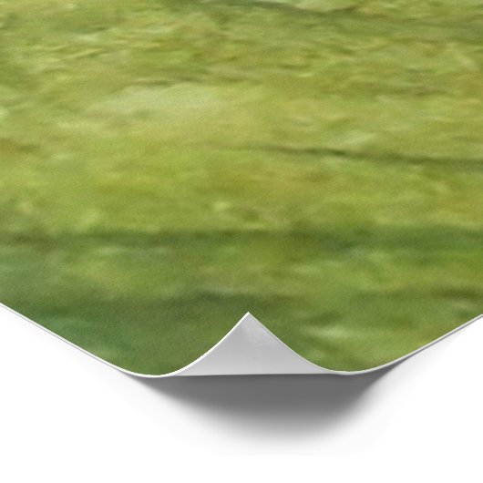 Boomkikker Poster (Hoek)