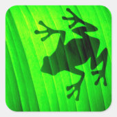 Boomkikker Vierkante Sticker (Voorkant)