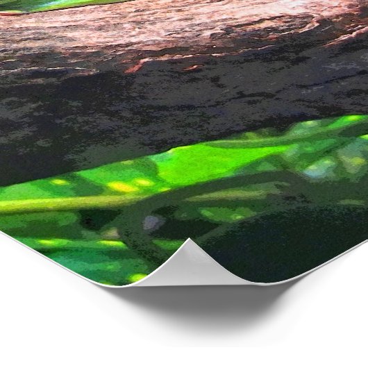 Boomkikkerboog Poster (Hoek)