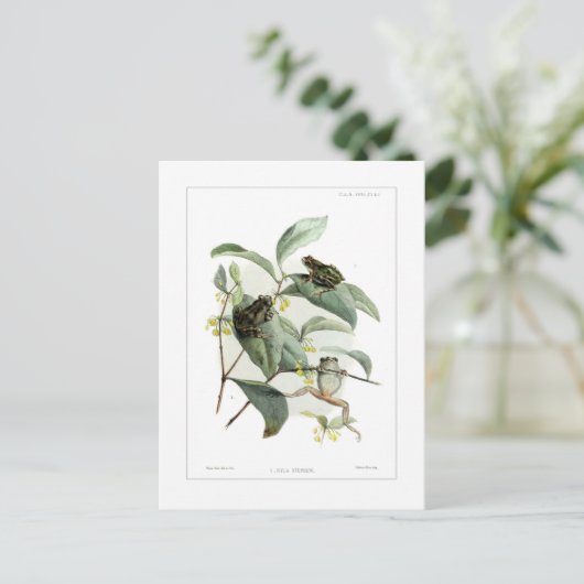 Boomkikkers Briefkaart (Staand voorkant)